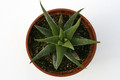 haworthia britteniae 7282