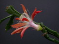 schlumbergera enigma 2440