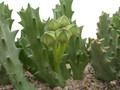 caralluma lutea