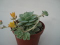 echeveria derenbergii 8309