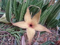 stapelia gigantea 4541