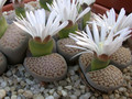 lithops hallii c375 01