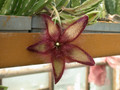stapelia gettliffei 03