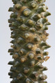 tylecodon wallichii 0751