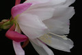 eh rhodos 8765 2677