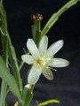 rhipsalis warmingiana02 30