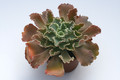 echeveria shawiana 7914