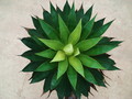 agave attenuata  serrulata