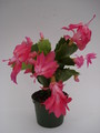 schlumbergera thor kiri 1570