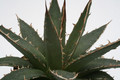 agave difformis 8804