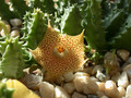 huernia hallii02