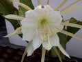 nopalxichia ackermannii ed9 96 5689