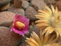 lithops verrucosa gelb rosa 20