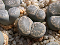 lithops salicola reticulata 02