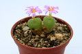 conophytum hermarianum sh565 2767