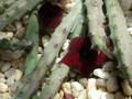 huernia penzigii 01