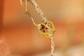 ceropegia armandii 8785