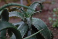 aloe camperi 102