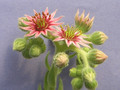 sedum spec 1836