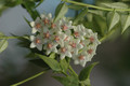 hoya lanceolata 8335 02