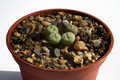 conophytum breve narap 2948