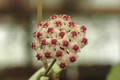 hoya obovata hort 08