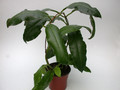 hoya imperialis rauschii 4003