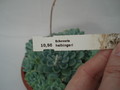 echeveria halbingeri 8345
