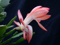 schlumbergera thor alice 09