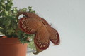 edithcolea grandis 1725