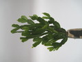 schlumbergera russeliana ehlers 7730