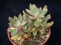echeveria nodulosa 01