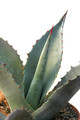 agave chrysantha 8511