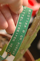 eh exotica 6428 08