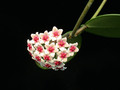 hoya obovata 8872 01