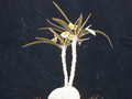euphorbia suzannae-marnierae 01