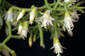 rhipsalis ceruscula 9108