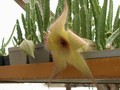 stapelia ambigua 02