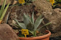 agave applanata 02