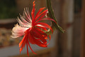 aporocactus peggys cartwheel 1580