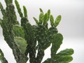 schlumbergera opuntioides 7719