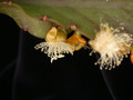 rhipsalis pachyptera 02