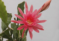 eh zimmerschmuck 92 03