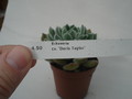 echeveria doris taylor 8295