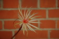 epiphyllum phyllanthus rubrocoronatum rba373 729