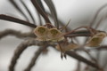 euphorbia suzanae marnierae 1120