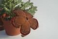 edithcolea grandis 1726