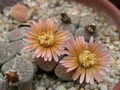 lithops verruculosa5