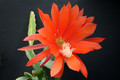 eh gloriosum 6850 8188