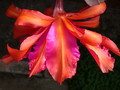 eh kona coast 7357 326